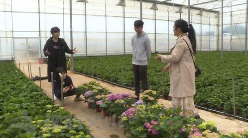 辛巴助力当地农产品销售,砚山花卉产业绽放 美丽经济
