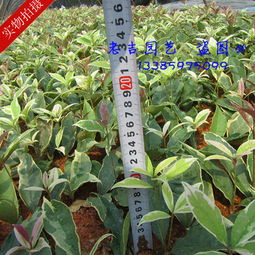 茶花苗 红叶贝拉 大玫瑰 一年生苗8 15cm