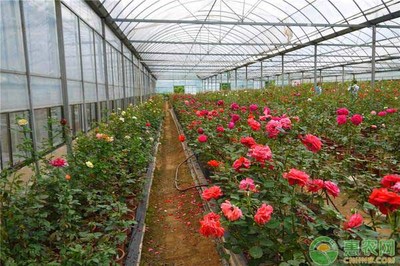 大棚花卉怎么管理?大棚花卉种植的常见问题及对策