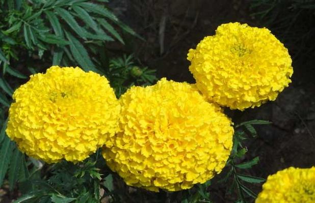 万寿菊的繁殖方法 - 花卉种植 - 黔农网