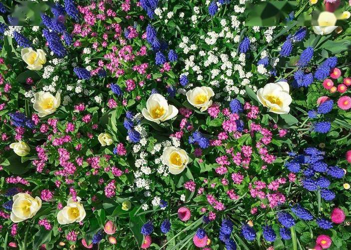 10种好看又好养的花卉,点亮你春天的花园|图鉴_种植